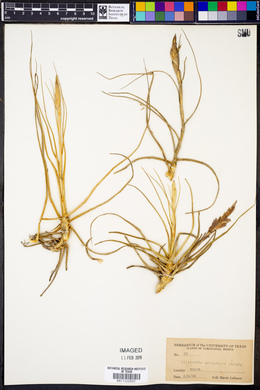 Tillandsia schiedeana image