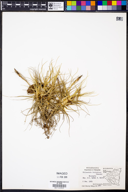Tillandsia schiedeana image