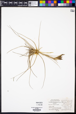 Tillandsia schiedeana image