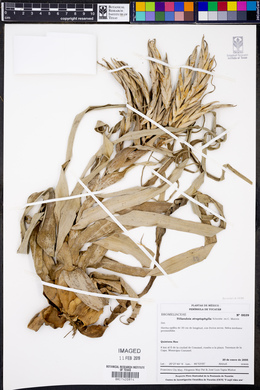 Tillandsia streptophylla image