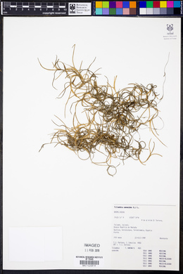 Tillandsia usneoides image