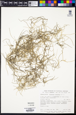 Tillandsia usneoides image