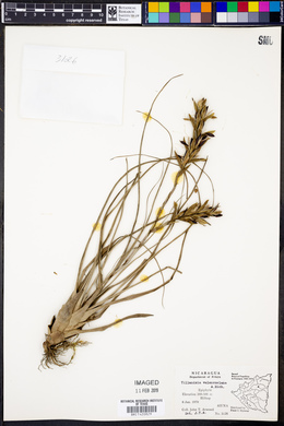 Tillandsia variabilis image