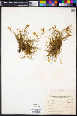 Tillandsia bandensis image