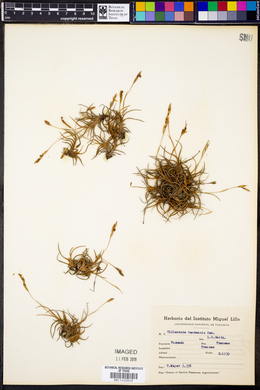 Tillandsia bandensis image