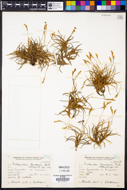 Tillandsia bandensis image