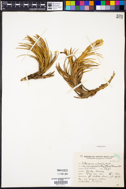 Tillandsia tenuifolia var. tenuifolia image