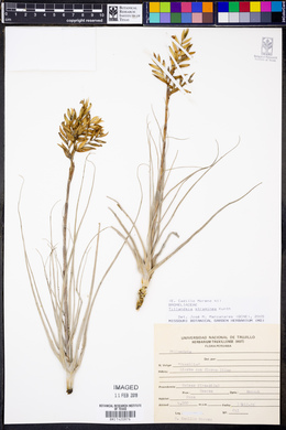 Tillandsia straminea image