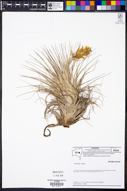 Tillandsia stricta image