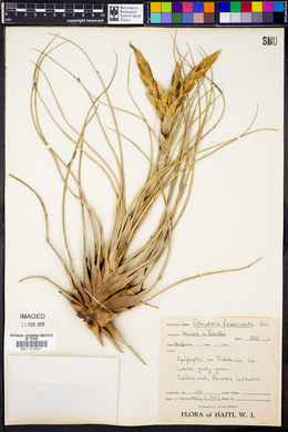 Tillandsia fasciculata image