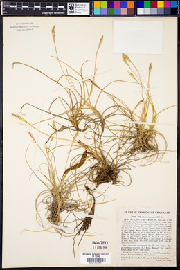 Tillandsia recurvata image