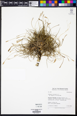 Tillandsia recurvata image