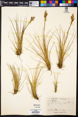 Tillandsia tenuifolia image