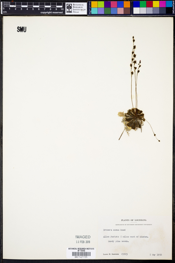 Drosera brevifolia image