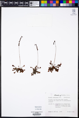 Drosera capillaris image