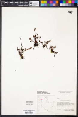 Drosera intermedia image