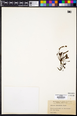 Drosera intermedia image