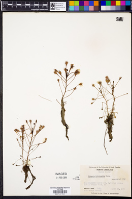 Drosera intermedia image