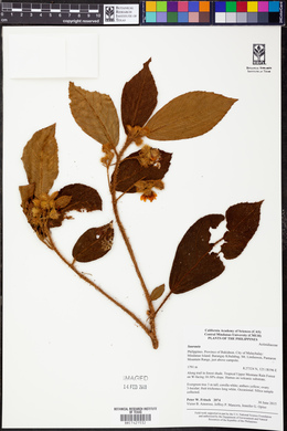 Image Associated With the Occurence