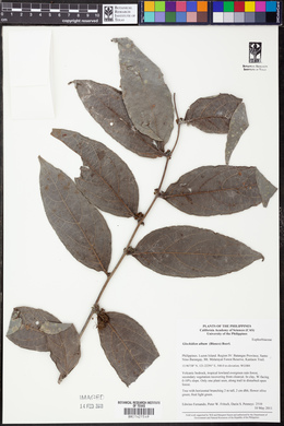 Phyllanthus albus image