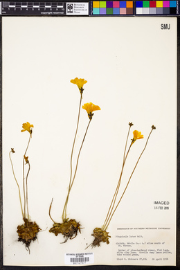 Pinguicula lutea image