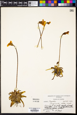 Pinguicula lutea image