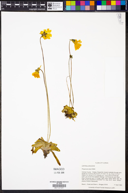 Pinguicula lutea image