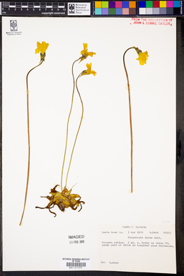 Pinguicula lutea image