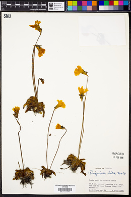 Pinguicula lutea image