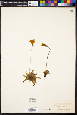 Pinguicula lutea image