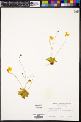 Pinguicula lutea image