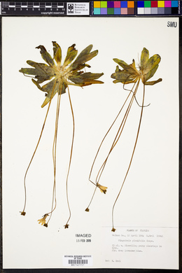 Pinguicula planifolia image