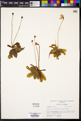 Pinguicula primuliflora image