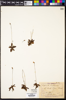 Pinguicula lusitanica image