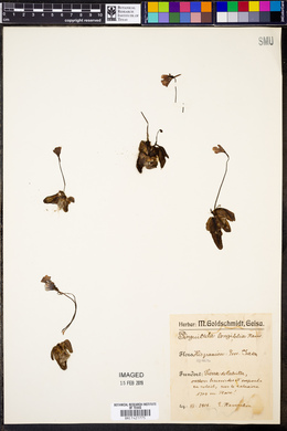 Pinguicula longifolia image