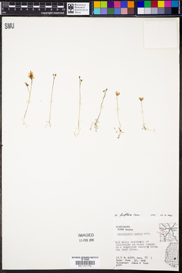 Utricularia gibba image