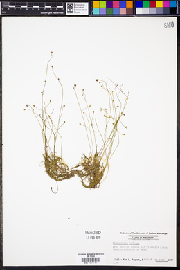 Utricularia gibba image