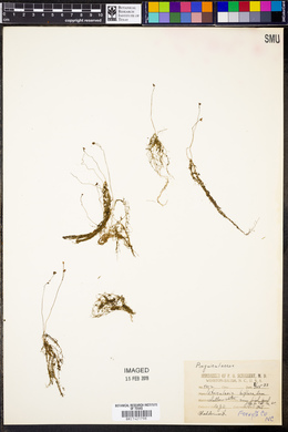 Utricularia gibba image