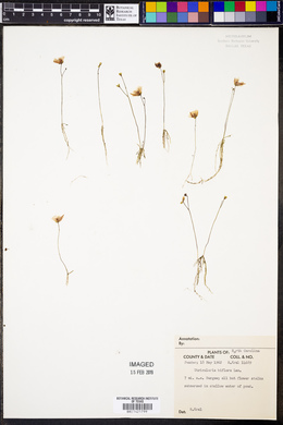 Utricularia gibba image