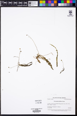 Utricularia gibba image