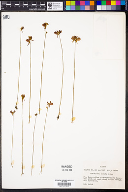 Utricularia cornuta image