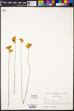 Utricularia cornuta image