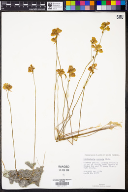 Utricularia cornuta image