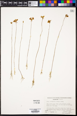 Utricularia cornuta image