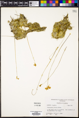 Utricularia cornuta image