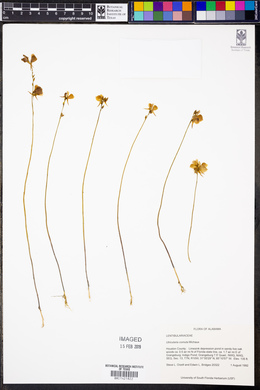 Utricularia cornuta image