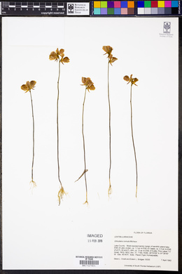 Utricularia cornuta image