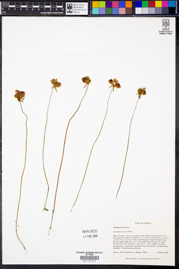 Utricularia cornuta image