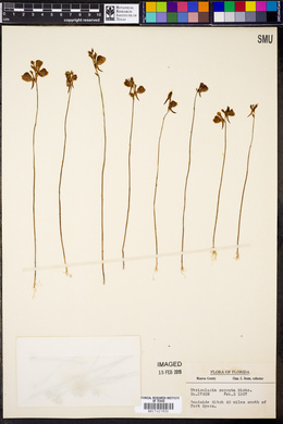 Utricularia cornuta image