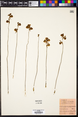 Utricularia cornuta image